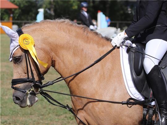 Erste im Reiter-Wettbewerb: Louisa Marie Meyer (RFV Estetal) mit Knaller 7.60. Foto: Klempow