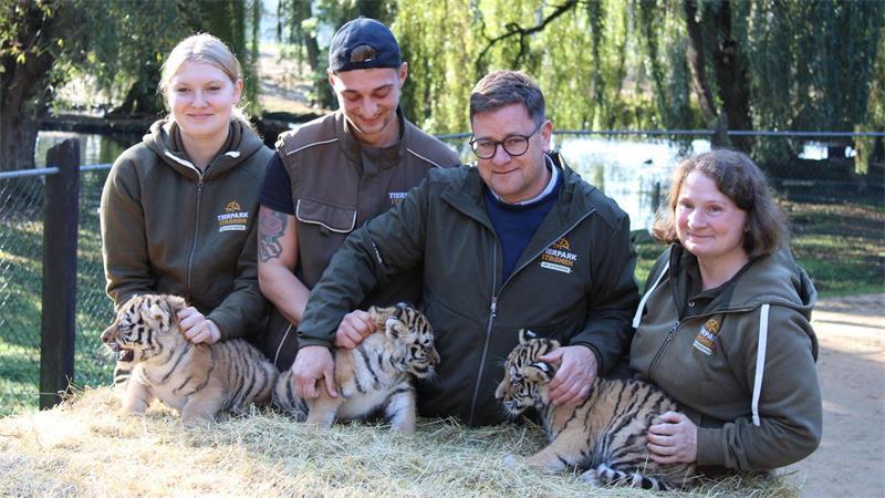 Erster Gesundheits-Check: die drei kleinen Amur-Tiger werden unter anderem gechippt.