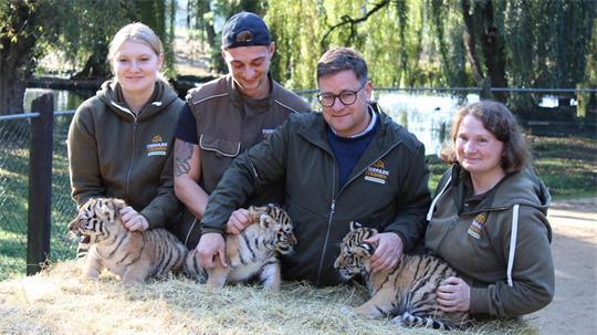 Erster Gesundheits-Check: die drei kleinen Amur-Tiger werden unter anderem gechippt.