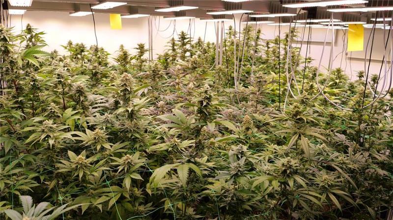 Erste Cannabis-Abgabe eines Anbauvereins Erstmals erhalten Mitglieder eines Anbauvereins im niedersächsischen Ganderkesee Cannabis. Dem Cannabis Social Club zufolge ist es bundesweit die erste legale Cannabis-Abgabe eines solchen Vereins. (Archivbild)