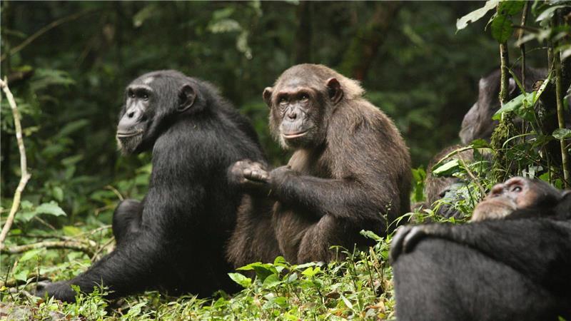 Erstmals haben Forschende über Jahrzehnte dokumentiert, wie sich eine Schimpansengemeinschaft zunächst in zwei Lager spaltet und sich dann bekriegt.