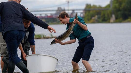 Erstmals seit fast zehn Jahren werden wieder junge Störe in die Elbe gesetzt.