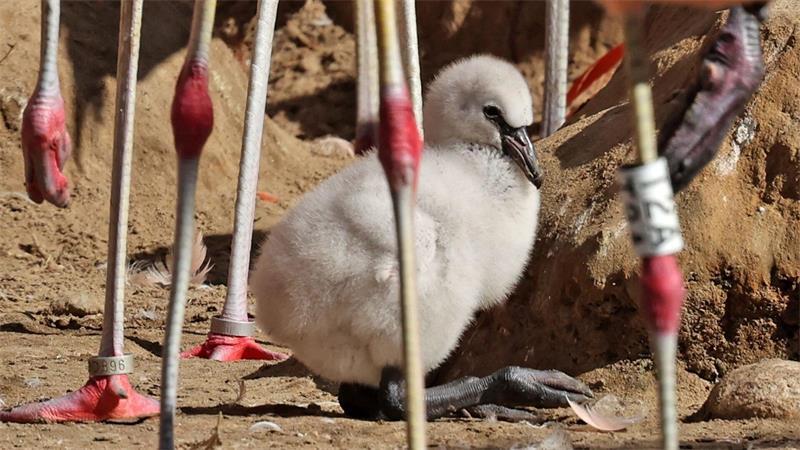 Erstmals seit zwölf Jahren: Flamingoküken im Vogelpark Marlow geschlüpft