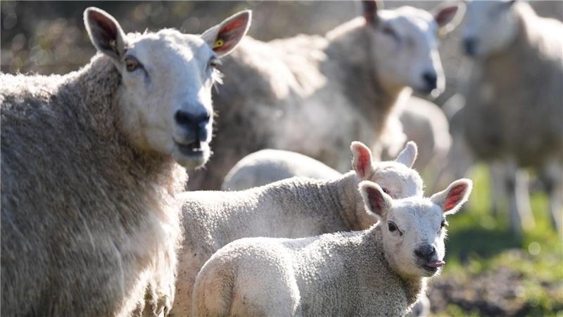 Großbritannien: Erstmals Vogelgrippe bei Schaf nachgewiesen Erstmals wurde das Vogelgrippevirus in einem Schaf entdeckt. (Symbolfoto)