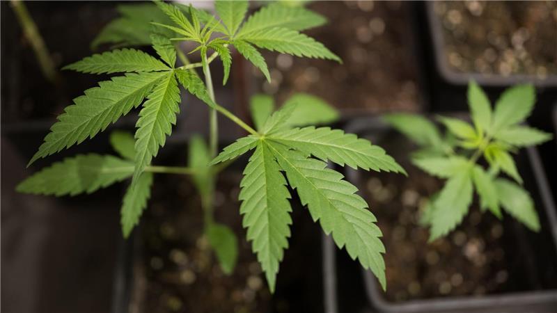 Erwachsene dürfen bis zu drei Cannabispflanzen daheim anbauen. (Symbolbild)