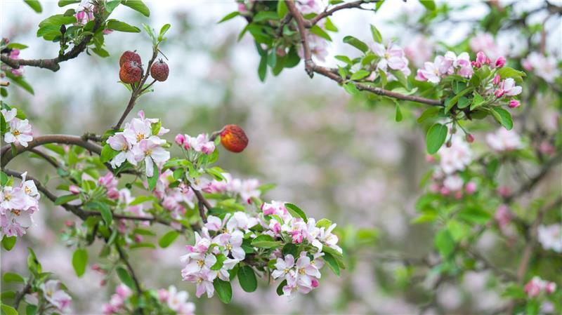 Obstblüte im Alten Land startet etwas früher als im Durchschnitt „Es fehlen Niederschläge, Regen ist neben den Temperaturen für die Früchte wichtig“, heißt es bei der Obstbauversuchsanstalt Jork.