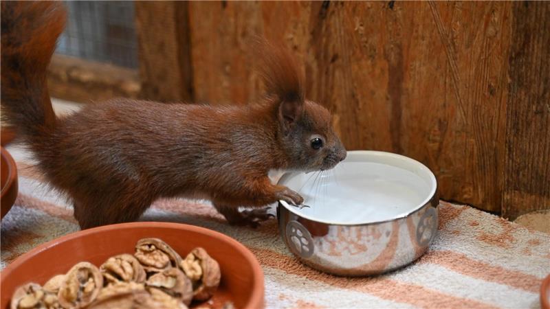 Es gibt Futter und Wasser für Eichhörnchen in der Auffangstation im brandenburgischen Teltow.