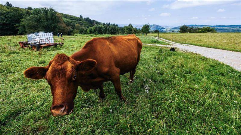 Es gibt auch gute Nachrichten: Die neue Woche wird oftmals sonnig. 