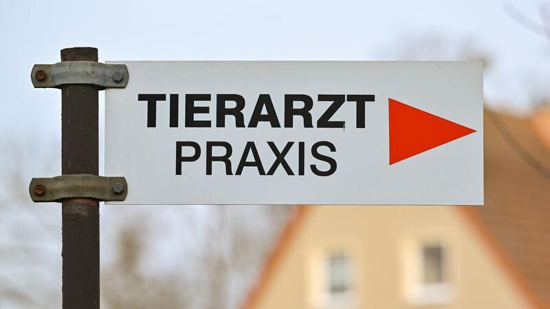 Haustiere: Tausende Notrufe gehen bei Rettern ein Es gibt in Deutschland Notrufnummern für schnelle Hilfe für erkrankte und verletzte Hunde und Katzen.