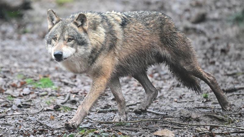 Es gibt wieder Wolfsnachwuchs in Baden-Württemberg. (Archivbild)
