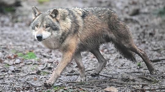 Es gibt wieder Wolfsnachwuchs in Baden-Württemberg. (Archivbild)