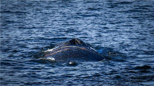 Es handelt sich um einen zehn bis zwölf Meter langen Finnwal. 