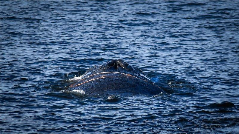 Es handelt sich um einen zehn bis zwölf Meter langen Finnwal. 