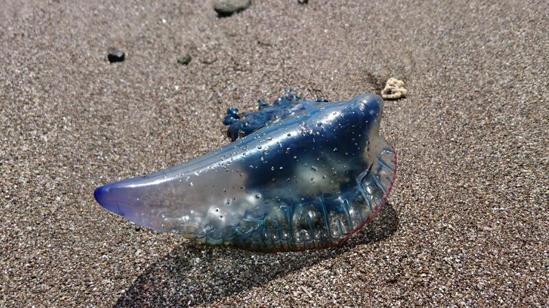 Dutzende „Bluebottles“ angespült: Quallenalarm auf Phuket Es handelt sich weniger um echte Quallen, sondern um riesige Polypenkolonien. (Symbolbild)