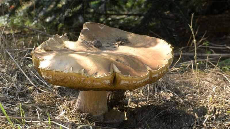 Minister Philippi warnt vor sorglosem Pilze-Sammeln Es ist die Zeit, in der Pilzsammler wieder ausströmen. Aber nicht alle Pilze darf man essen.