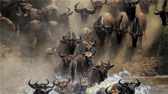 Es ist die einzige verbleibende große Gnu-Wanderung: Jedes Jahr wandern mehr als eine Million Gnus in der ostafrikanischen Savanne zwischen der tansanischen Serengeti und der Masai Mara in Kenia.