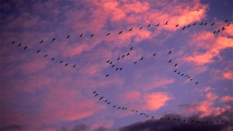 Es ist ein alljährliches Naturspektakel: der Kranichzug über Norddeutschland.
