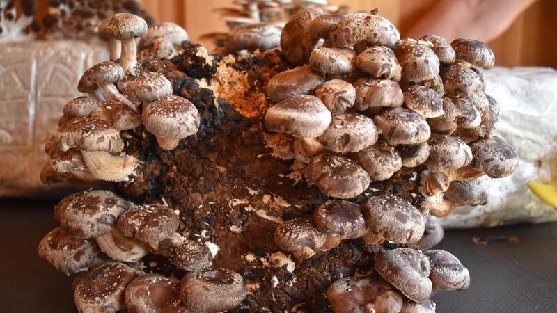 Schweinebauer Peter Wolters produziert lieber Edel-Pilze als Schnitzel Es sind keine Champignons, sondern Edel-Pilze wie Seitlinge oder japanische Shiitake-Pilze, die der Midlumer Landwirt Peter Wolters in seinen früheren Schweineställen züchtet. Foto: Hansen