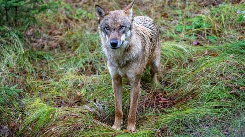 200-Kilo-Rind in Cuxhavener Stadtgebiet gerissen - War es der Wolf? Es soll ein Wolf gewesen sein, der auf der Weide nah am Wohngebiet zuschlug.