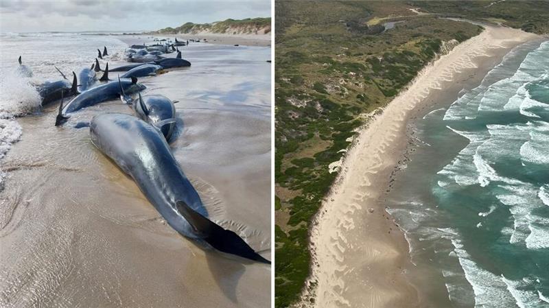 Tasmanien: Dutzende Kleine Schwertwale müssen getötet werden Es war die erste Strandung dieser Spezies seit 50 Jahren.