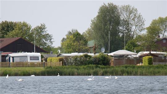 Es wimmelt nur so von Schwänen. Auf dem Otterndorfer See wurden in den vergangenen Tagen mehr als 30 Wasservögel und insgesamt drei Nester gesichtet.