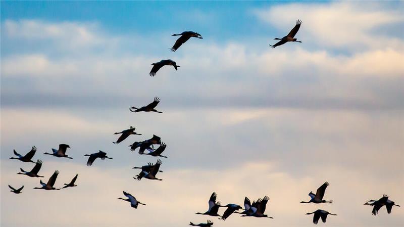 Wo sich der „Vogel des Glücks“ zum Rasten niederlässt Es wird laut, wenn die Kraniche abends in Gruppen über der Moorlandschaft zur ihren Schlafplätzen aufbrechen.