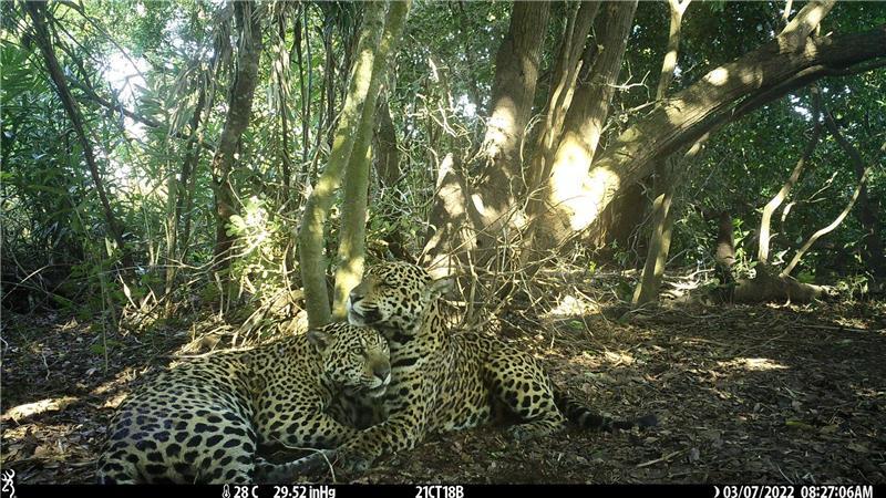 Studie: Feuchtgebiete bieten Jaguaren Schutz bei Bränden Es wurden wieder Jungtiere geboren und es kamen viele Jaguare aus anderen Regionen hinzu.