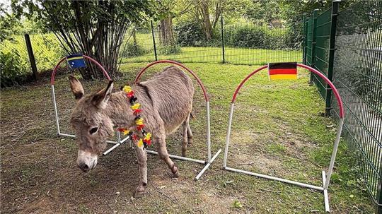 Esel Emil musste sich zwischen drei aus Rohren gebauten Bögen entscheiden: Curaçao, Unentschieden oder Deutschland.