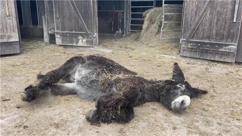 Nachfolger mit Herz gesucht: Gnadenhof „Pferdeoase“ steht vor dem Aus Esel Gerard genießt den Auslauf und nutzt den Moment sich zu wälzen.
