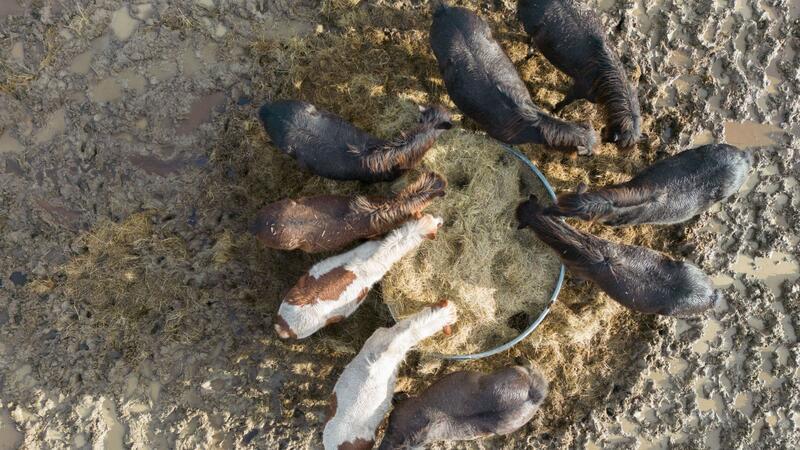 Geführtes Reiten für Pferdefreunde in Buxtehude Essen fassen: Islandpferde.