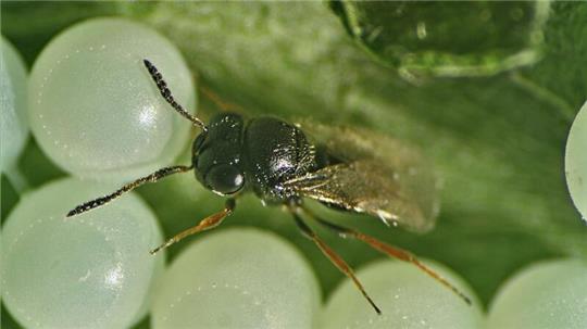 Esteburg-Forscher wollen biologische Pflanzenschutzstrategien gegen invasive Wanzenarten mit hohem Schadenpotenzial entwickeln.