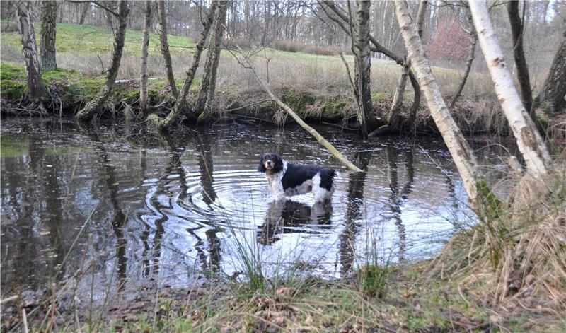Esther, der Espagnol Breton des Wingsters Horst Arp, geht in der früheren Kiesgrube gern baden. Bevor die Hundebadeanstalt eröffnet wird, lässt die Gemeinde den See noch vom Schlamm befreien und das Gelände herrichten. Foto Kramp