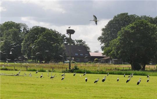 Etliche Störche versammeln sich auf einer Wiese in Ahlerstedt-Bockholt.