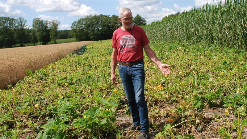 Etwa 3.000 Zierkürbisse sind hinüber: Das Kürbisfeld von Heinrich Bredehöft gleicht einem Schlachtfeld.