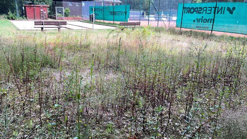 30.000 Euro für ein Boulefeld? Das sagt Dollerns Bürgermeister Etwa die Hälfte des gemeindeeigenen Grundstücks ist derzeit noch ungenutzt.