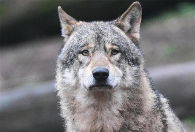 Seit ihrer Rückkehr 205 Wölfe tot aufgefunden Etwa im Jahr 2000 sind wild lebende Wölfe nach Niedersachsen zurückgekehrt. Foto: dpa/pa