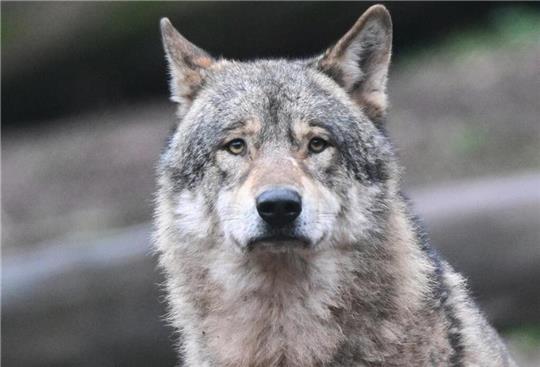 Etwa im Jahr 2000 sind wild lebende Wölfe nach Niedersachsen zurückgekehrt. Foto: dpa/pa