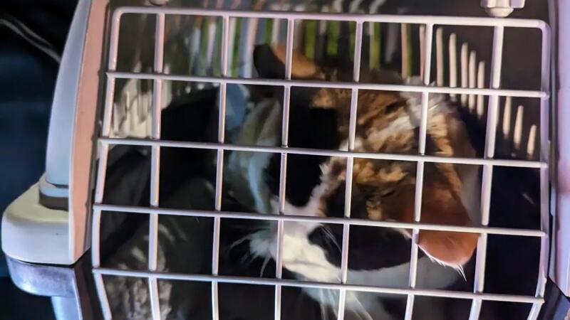 Stader Feuerwehr rettet Katze aus sieben Meter Höhe „Etwas erschöpft aber ansonsten wohlauf“ - Katendame Liv nach ihrer Rettung.