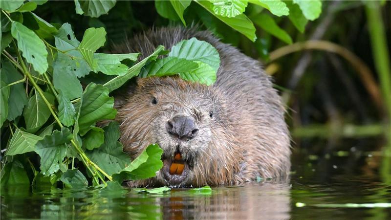 Säuger-Vergleich: Der Mensch ist eine monogame Art Eurasischer Biber