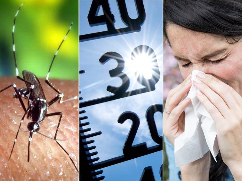 Exotische Mücken, die Krankheiten übertragen, hohe Temperaturen, mehr Allergien: Der Klimawandel hat auch Folgen für die Gesundheit. Fotos: dpa/pixabay.de