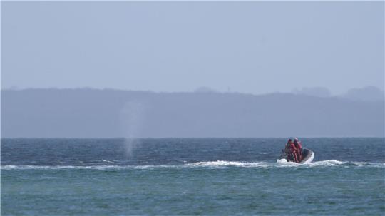 Experten beobachten den Wal von einem Schlauchboot aus.