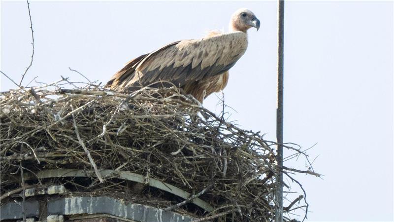 Storchendrama geht weiter - Gänsegeier tötet erneut Experten des Nabu befürchten, dass der Gänsegeier erneut zuschlagen könnte.