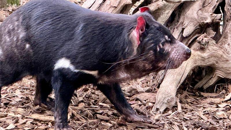 Vogelgrippe bedroht Australiens einzigartige Tierwelt Experten haben Angst, dass die Krankheit auch die einzigartige Tierwelt Australiens betreffen könnte, wie Tasmanische Teufel.