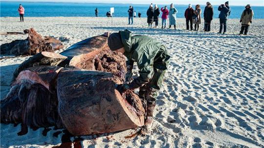 Experten hatten den Pottwal auf Sylt geborgen und zerlegt - in speziellen Kisten wurden die Proben des Wal-Kadavers auf das Festland gebracht. (Archivbild).