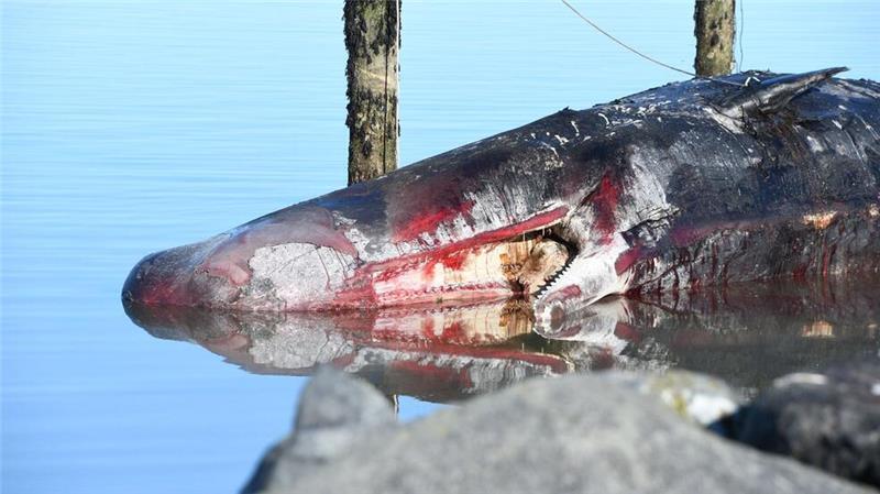 Toter Pottwal vor Sylt geborgen Experten hatten zuvor geprüft, wie der tonnenschwere Körper aus dem Wasser geborgen werden kann.