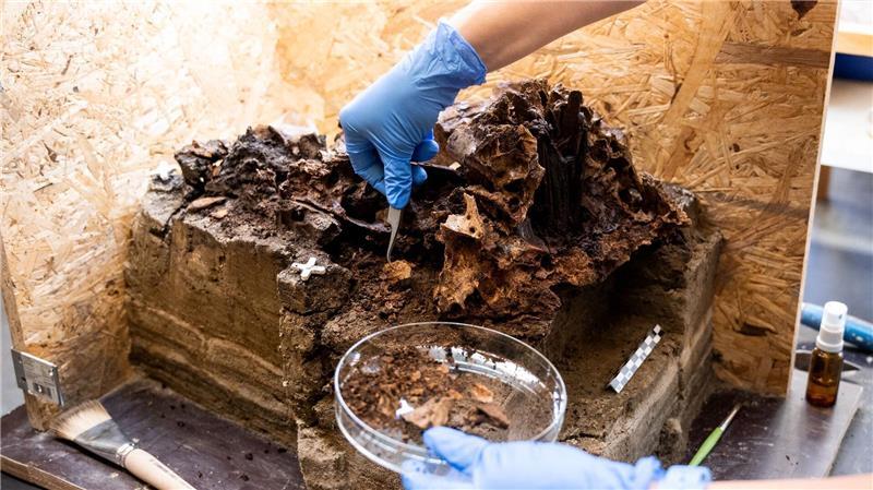 Experten untersuchen einen mehr als 10.000 Jahre alten Auerochsenschädel.