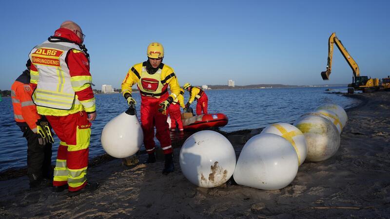 Experten versuchten tagelang das gestrandete Tier zu retten.