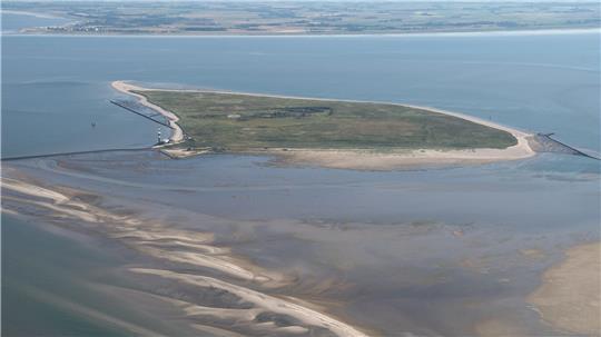 Experten wollen das angespülte Tier auf der Insel untersuchen. (Archivfoto)