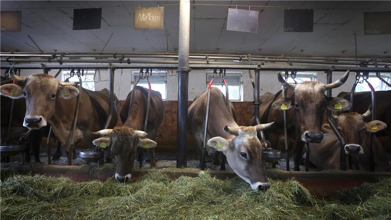 Im Stall angebundene braune Rinder.