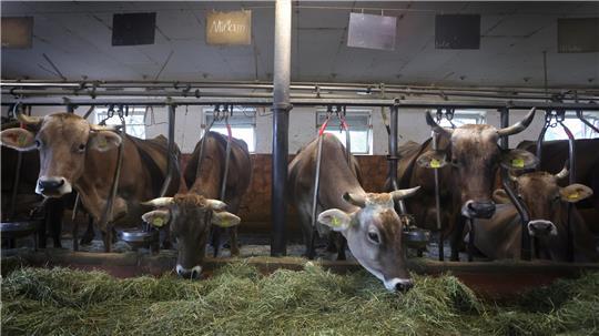 Im Stall angebundene braune Rinder.